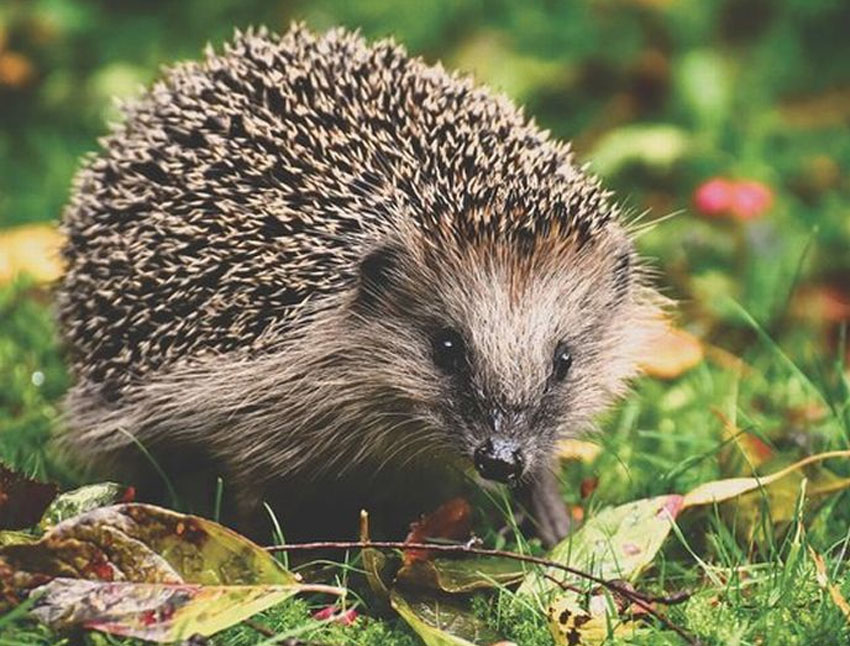Could Hedgehogs Become a Protected Species in the UK?